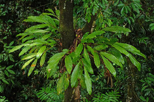 Hedychium muluense, leaf litter from canopy trees trapped by the oblique stem bases and rhizomes growing horizontally around a tree trunk, Danum Valley, Sabah, Borneo