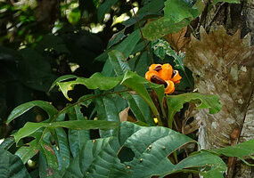 Hedychium muluense mature dehiscent fruits, Danum Valley, Sabah, Borneo