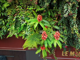 Hedychium rubrum, Oasis d'Aboukir