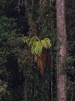 An epiphytic species of Zingiberaceae, probably not a Hedychium but a member of Alpinieae, G. Brinchang, 1900 m asl, Cameron Highlands, Malaysia