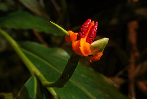 Hedychium tenellum, open fleshy capsule with orange inner walls and black seeds embedded in bright red aril