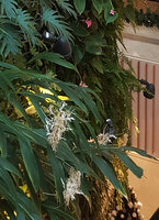 Hedychium villosum var. tenuiflorum flowering on the Green Columns by Patrick Blanc, Robinsons, Dubai