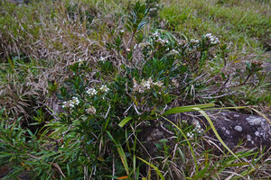 Hedyotis flavescens, a rheophytic shrub with densely packed erect leaves, Battalu Oya river, Fishing Hut, Maskeliya, Sri Lanka