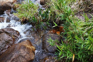 Hedyotis flavescens as a rheophyte in the fast flowing Battalu Oya river, Fishing Hut, Maskeliya, Sri Lanka