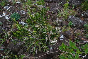 Hedyotis flavescens, leaning stems due to regular spates, Battalu Oya river, Fishing Hut, Maskeliya, Sri Lanka