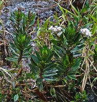 Hedyotis flavescens, tightly packed upward recurved leaves, Battalu Oya river, Fishing Hut, Maskeliya, Sri Lanka