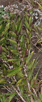Hedyotis flavescens, stem with erect shiny leaves and persistent tubular connate stipules, Battalu Oya river, Fishing Hut, Maskeliya, Sri Lanka