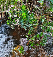 Hedyotis flavescens with big leaves and stout stems but the smaller stems better match with H. evenia, both species initially described from the same area by Thwaites in 1859, Battalu Oya river, Fishing Hut, Maskeliya, Sri Lanka