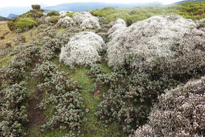 Helichrysum citrispinum and Alchemilla haumannii, Sanetti Plateau, Bale NP, Ethiopia