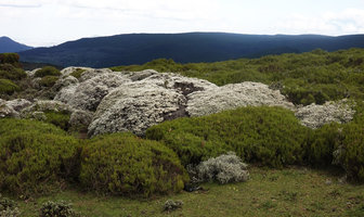 Helichrysum citrispinum and dwarfed Erica arborea, Sanetti Plateau, Bale NP, Ethiopia