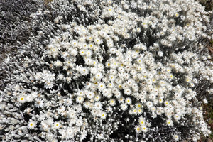 Helichrysum citrispinum, cushion of synchronous flowering stems, Sanetti Plateau, Bale NP, Ethiopia