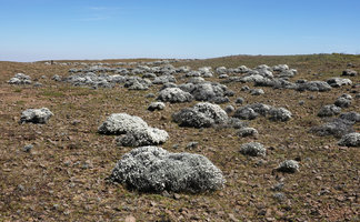 Helichrysum citrispinum, flowering population in afroalpine steppe, Sanetti Plateau, 4000 m asl, Bale NP, Ethiopia