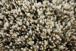 Helichrysum citrispinum, flower heads closed in the evening, Sanetti Plateau, Bale NP, Ethiopia