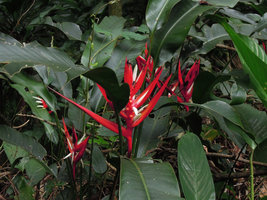 Heliconia angusta inflorescences, Tijuca NP, Rio de Janeiro, Brazil