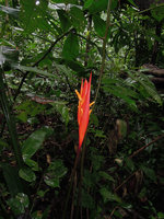 Heliconia episcopalis, inflorescence, Inkaterra, Madre de Dios, Peru
