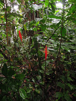 Heliconia episcopalis, Inkaterra, Madre de Dios, Peru