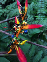 Heliconia hirsuta, bracts, flowers, green and white unripe and ripe blue fruit, Calanoa, Leticia, Colombia