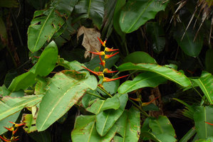 Heliconia latispatha inflorescence, Punta Brava, Arusi, Choco, Colombia