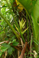 Heliconia paka, inflorescence, Des Voeux peak, Taveuni, Fiji