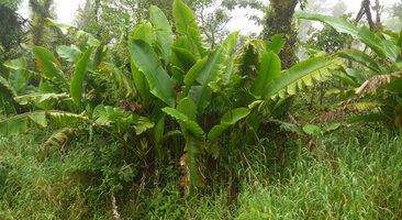Heliconia paka, population, Des Voeux peak, Taveuni, Fiji