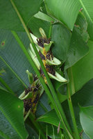 Heliconia papuana inflorescence, Madang, Papua New Guinea