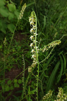 Heliotropium zeylanicum inflorescence, Katavi NP, Tanzania