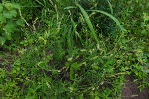 Heliotropium zeylanicum in savanna, Katavi NP, Tanzania