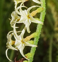 Heliotropium zeylanicum, long backward recurved lobes of the corolla, Katavi NP, Tanzania