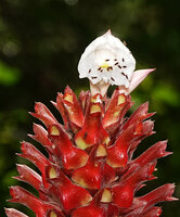 Hellenia speciosa, Drosophila flies foraging on the flower labellum, Waisia waterfall, Seram, Moluccas