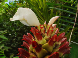 Hellenia speciosa, greenish yellow ovary, red three dentate calyx and white corolla, Saleman, Seram, Moluccas