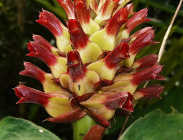 Hellenia speciosa, greenish yellow three winged ovary and red three dentate calyx, Saleman, Seram, Moluccas