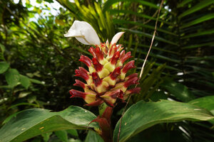 Hellenia speciosa, inflorescence, each flower with greenish yellow ovary, red three dentate calyx and white corolla, Saleman, Seram, Moluccas