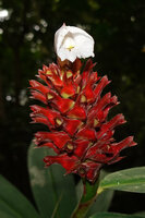 Hellenia speciosa, inflorescence with one flower at anthesis, Waisia waterfall, Seram, Moluccas
