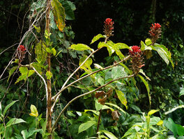 Hellenia speciosa, lateral branches emerging from the main erect stem, each ending in an inflorescence, Saleman, Seram, Moluccas