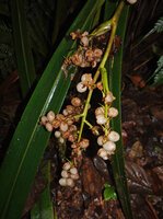 Helmholtzia novoguineensis, hanging mature infructescence, Manusela NP, Seram, Moluccas