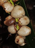 Helmholtzia novoguineensis, mature translucent three parted berries, Manusela NP, Seram, Moluccas