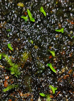 Helmholtzia novoguineensis, seedlings with bifacial leaves, Manusela NP, Seram, Moluccas