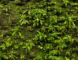 Heloniopsis orientalis on the vertical garden, Shinkansen station, Yamaguchi, Japan