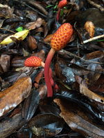 Helosis cayennensis, inflorescences emerging above leaf litter, Amacayacu NP, Leticia, Colombia