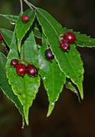 Helwingia cf. himalaica, red drupes along the leaf midrib