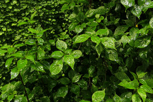 Helwingia japonica, male individuals, on the vertical garden, Shinkansen station, Yamaguchi, Japan