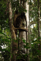 Hemiepiphyte, either a Ficus or a Clusia species with roots embracing the host tree, Iquitos, Peru