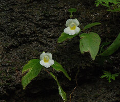 Henckelia anachoreta, flowering few leaved individuals, Khao Yai NP, Thailand