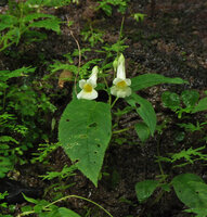 Henckelia anachoreta, flowering on vertical seeping rock, Khao Yai NP, Thailand
