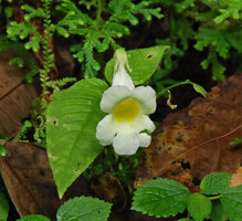 Henckelia anachoreta, flower, Khao Yai NP, Thailand