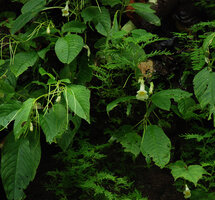 Henckelia anachoreta, leaves, flowers and immature fruits, Khao Yai NP, Thailand