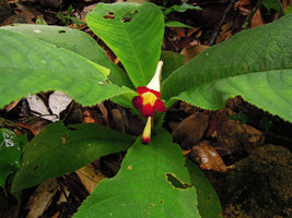 Codonoboea atrosanguinea, Kenyir lake, Malaysia