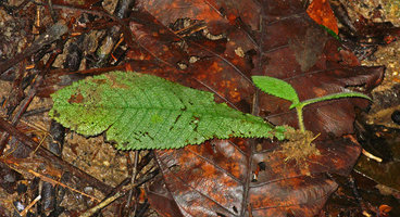 Codonoboea platypus, young stout plantlet issued from a naturally broken leaf, Selangor, Malaysia