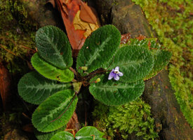 Codonoboea puncticulata, Johore, Malaysia