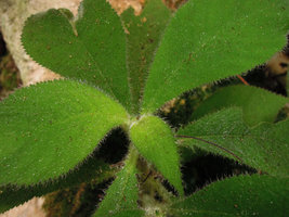 Codonoboea quinquevulnera, Cameron Highlands, Malaysia